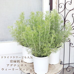 常緑苗木 アデナンサス ウーリーブッシュ 4号 H40cm ウィーリーブッシュ