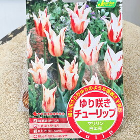 球根 ゆり咲き チューリップ マリリン 白に赤 4球入り