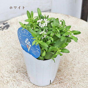 ԕc AbT ACXNbT x_[ s[`  Xgx[ }S[ u[x[ zCg 2.5