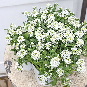 ԕc AbT ACXNbT oj 2.5