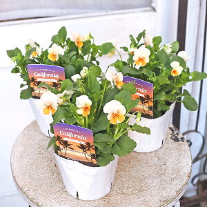 ԕc rI JtHjA AC{[IW 3.5