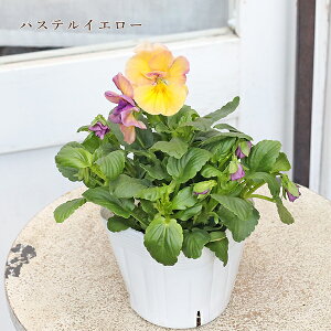 ԕc d炫pW[ ihD[u 3.5