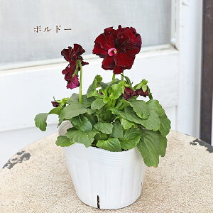 ԕc d炫pW[ ihD[u 3.5