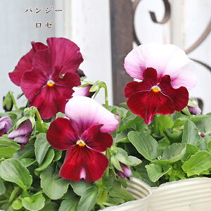 ԕc pW[ [ 悭炭݂ 3.5