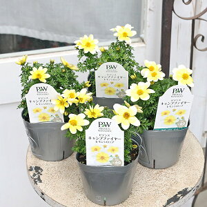 ԕc PW rfX Lvt@C[ Vbv 3.5