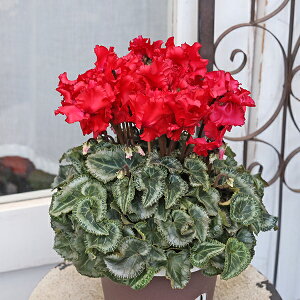 i̔  ttW VN NXs[m 5 ʋ