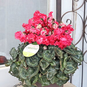 i̔  ttW VN NXs[m 5 ʋ