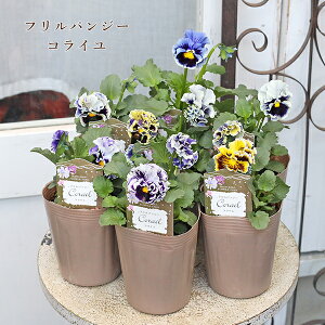 ԕc t pW[ RC 3 u[ CG[