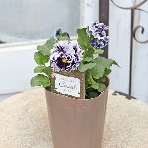 ԕc t pW[ RC 3 u[ CG[