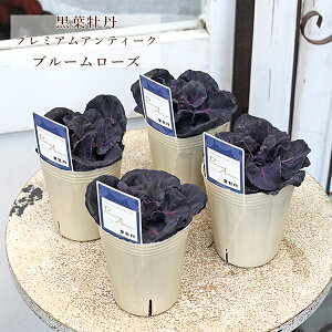 ԕc tO n{^ v~AAeB[N u[[Y 2.5