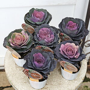 ԕc tO n{^ G VtH 2.5