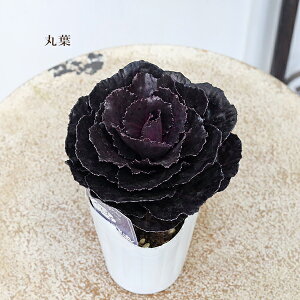 ԕc tO n{^ q GbWO ۗt ؂t 2.5