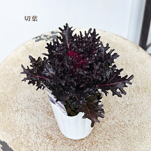 ԕc tO n{^ q GbWO ۗt ؂t 2.5