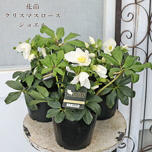 ԕc NX}X[Y HGC WG 4.5 JԊ