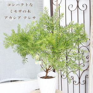 現品販売 常緑苗木 アカシア テレサ 5号 高さ65cm