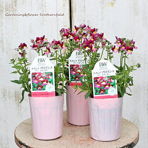 ԕc PW h lVA A}X oj`F[ 3