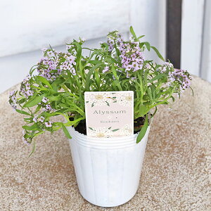 ԕc XC[gAbT s[`  sN x_[ zCg 2.5