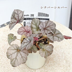 ԕc q[P gp[YWY p Vo[ C ^yXg[ 2.5