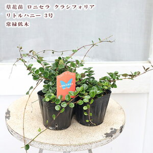 ԕc Β jZ NVtHA gnj[ 3