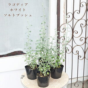 ԕc SfBA nX^[^ zCg\gubV 3