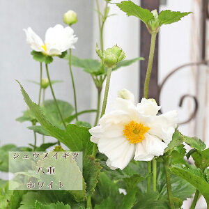 花苗 八重咲き シュウメイギク 秋明菊 ホワイト 3.5号