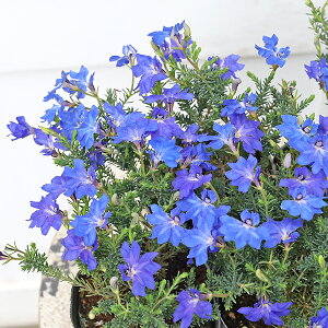 ԕc  ncRC\E H  VmeBA 3