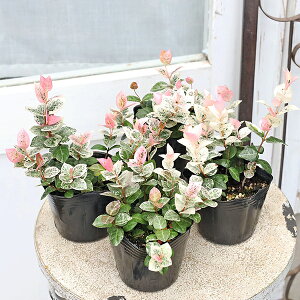 ԕc ncLJY Ⴉ  eCJJY 3