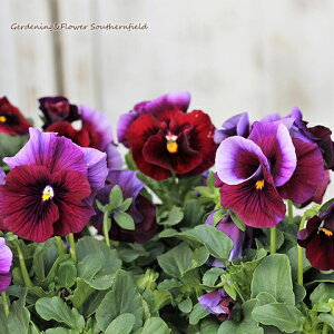 ԕc rI C{[EF[u USA 3.5