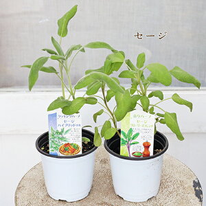 n[uc Iׂn[u 3.5|bg Ver2