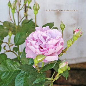  o tOX[Y G^[i c 6 90`100cm