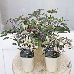 草花苗 観賞 トウガラシ カリコ 2.5号
