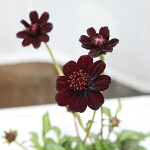 ԕc PW `R[g RXX `JJ 3|bg