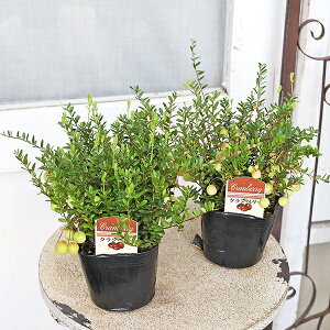 値下げ 果樹苗 クランベリー ツルコケモモ 大実 3.5号