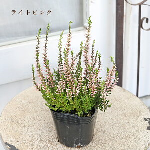 ԕc J[i K[fK[Y sN zCg p[v 3