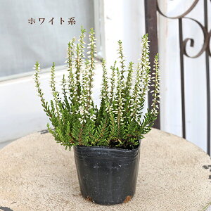 ԕc J[i K[fK[Y sN zCg p[v 3