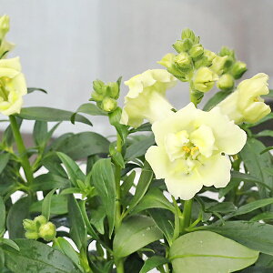 ԕc d炫 LM\E  gDCj[ AbvubT s[`  3.5