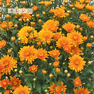 花苗 ガーデンマム ジジ コーラル イエロー オレンジ ピンク スノー 3.5号
