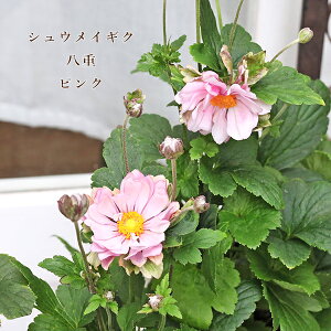 ԕc d炫 VECMN He sN 3.5