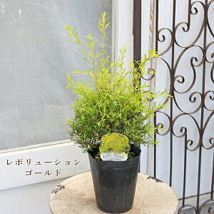 Εc EJ eB[c[ bhWF {[VS[h fBJeB[c[hVo[ 4 50`70cm