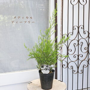 Εc EJ eB[c[ bhWF {[VS[h fBJeB[c[hVo[ 4 50`70cm