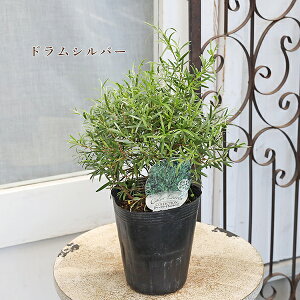 常緑苗木 メラレウカ ティーツリー レッドジェム レボリューションゴールド メディカルティーツリードラムシルバー 4号 高さ50〜70cm