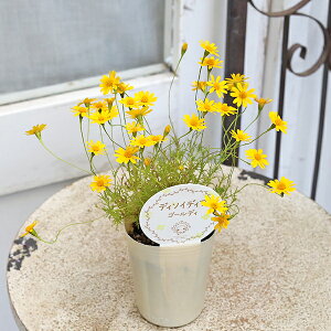 花苗 ディソイディア ゴールディ ダールベルグデージー 2.5号