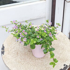 ԕc oRp gsA sN p[v zCg 2.5