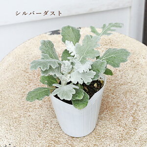 ԕc V^GMN Vo[_Xg Vo[[X _XeB~[ 2.5