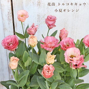 花苗 八重咲き トルコキキョウ 小夏オレンジ 2.5号