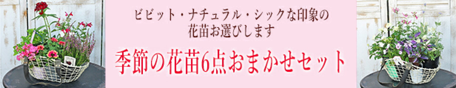 季節の花苗6点おまかせセット