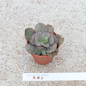 2cZbgFA vOc 1|bg ver3