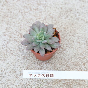 2cZbgFA vOc 1|bg ver3