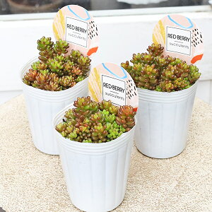 多肉植物 レッドベリー 2.5号