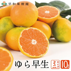 瑁݂ ~jTCY 10kg  ɑ Lc݂ B݂ Yn a̎R